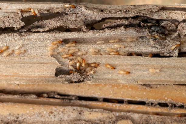 Best Emergency Pest Control  in Mission, OR
